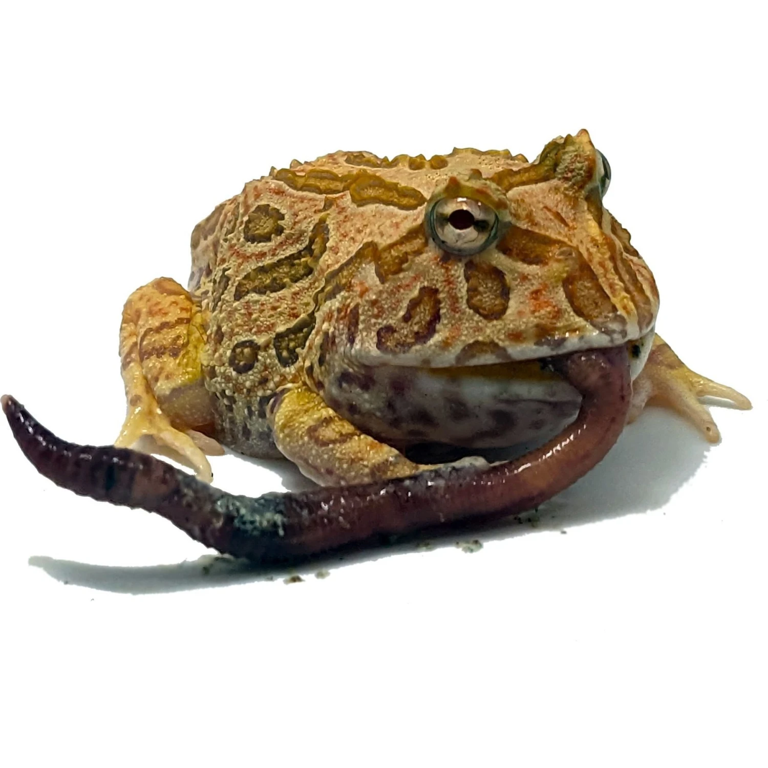 Josh's Frogs European Nightcrawlers Live Feed Reptile Food, 25 Count - Image 8