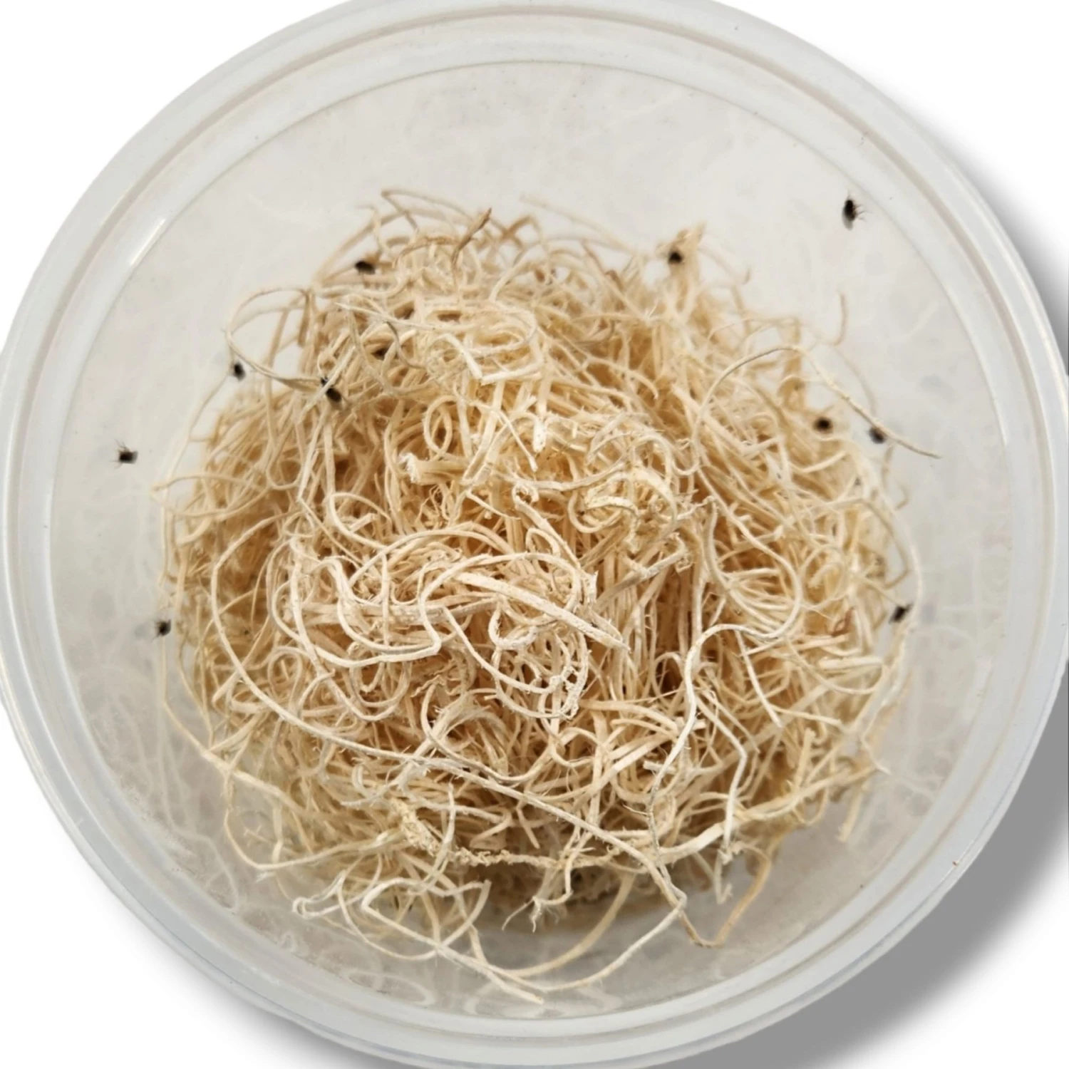 Josh's Frogs Freshly Started Flightless Drosophila Hydei Fruit Fly Culture Live Feed Reptile Food - Image 2