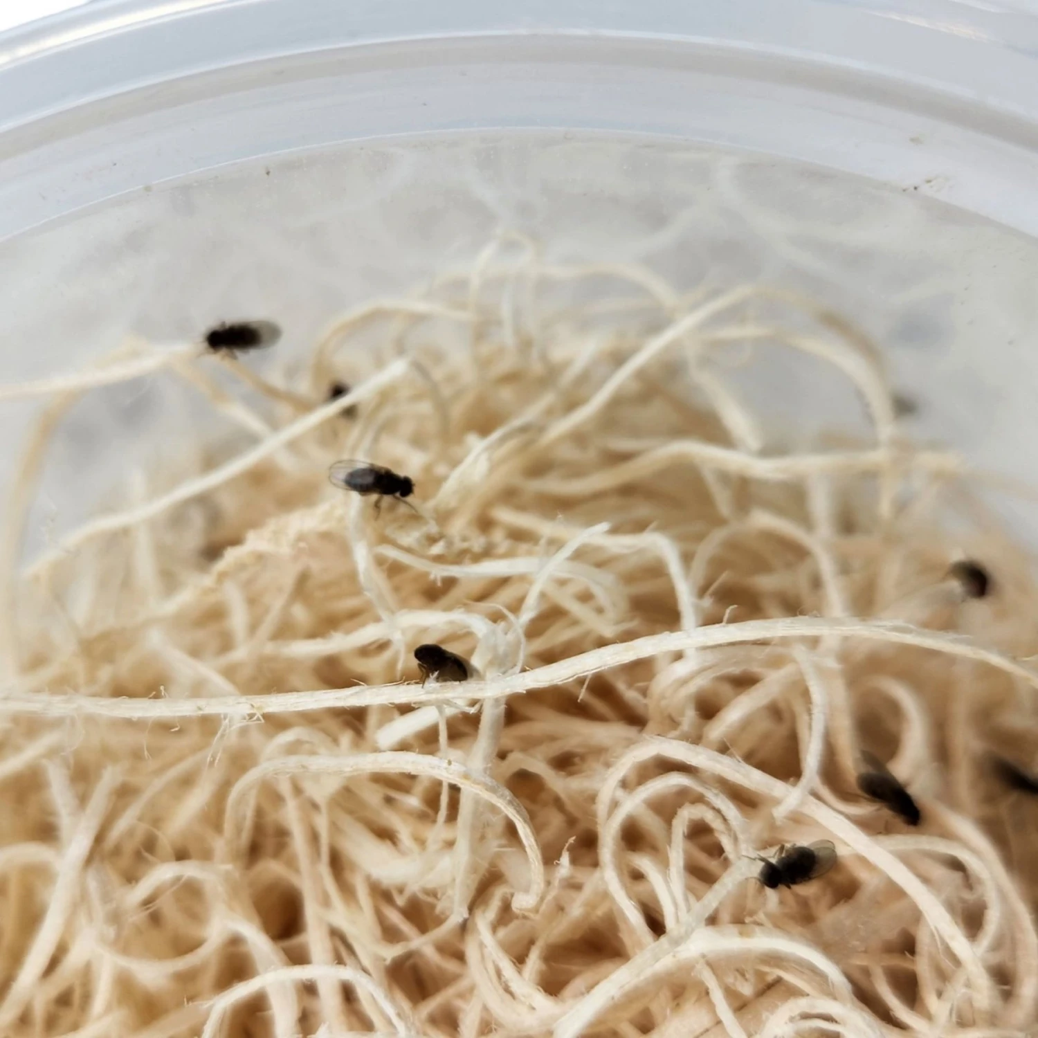 Josh's Frogs Freshly Started Flightless Drosophila Hydei Fruit Fly Culture Live Feed Reptile Food - Image 4