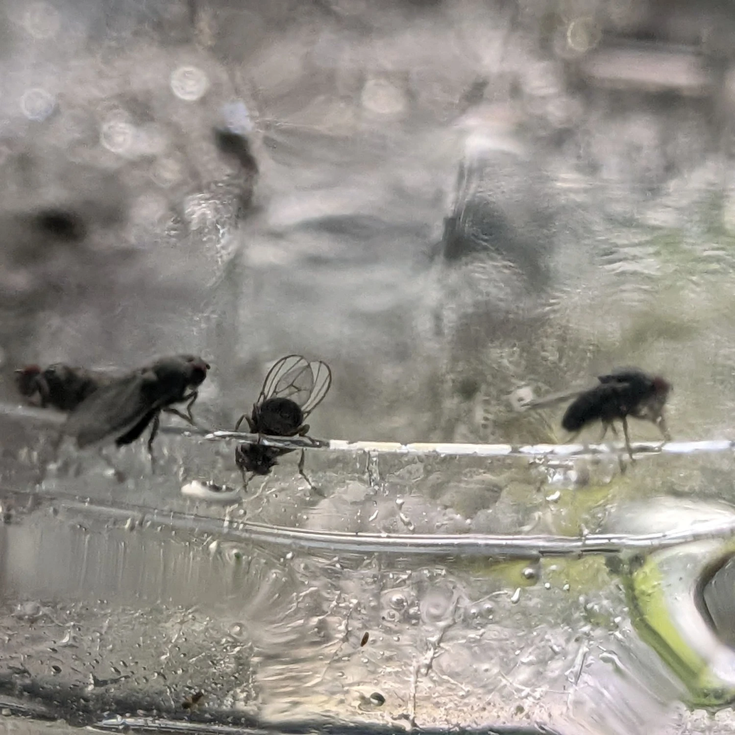 Josh's Frogs Freshly Started Flightless Drosophila Hydei Fruit Fly Culture Live Feed Reptile Food - Image 7