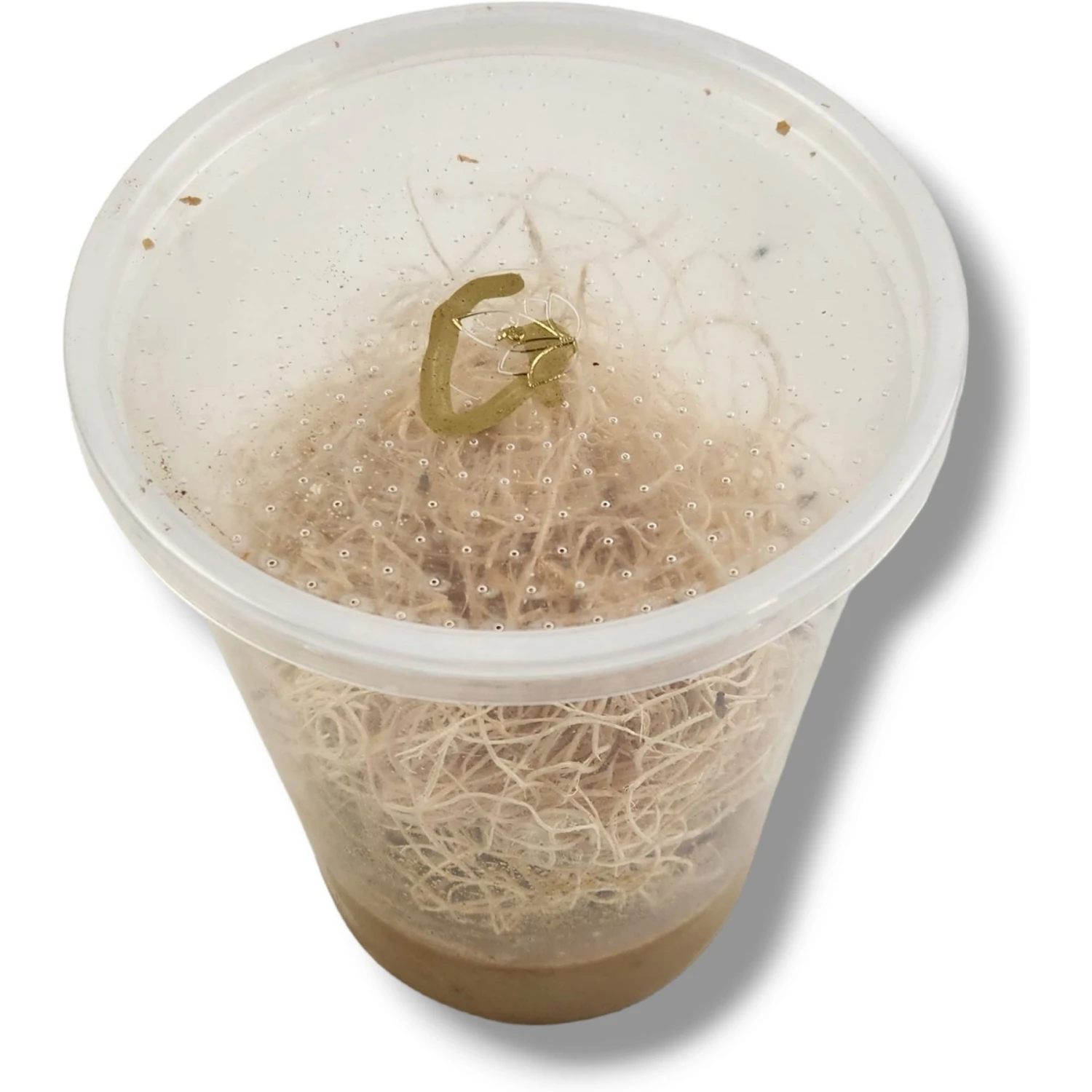 Josh's Frogs Freshly Started Flightless Golden Hydei Fruit Fly Culture Live Feed Reptile Food - Image 2