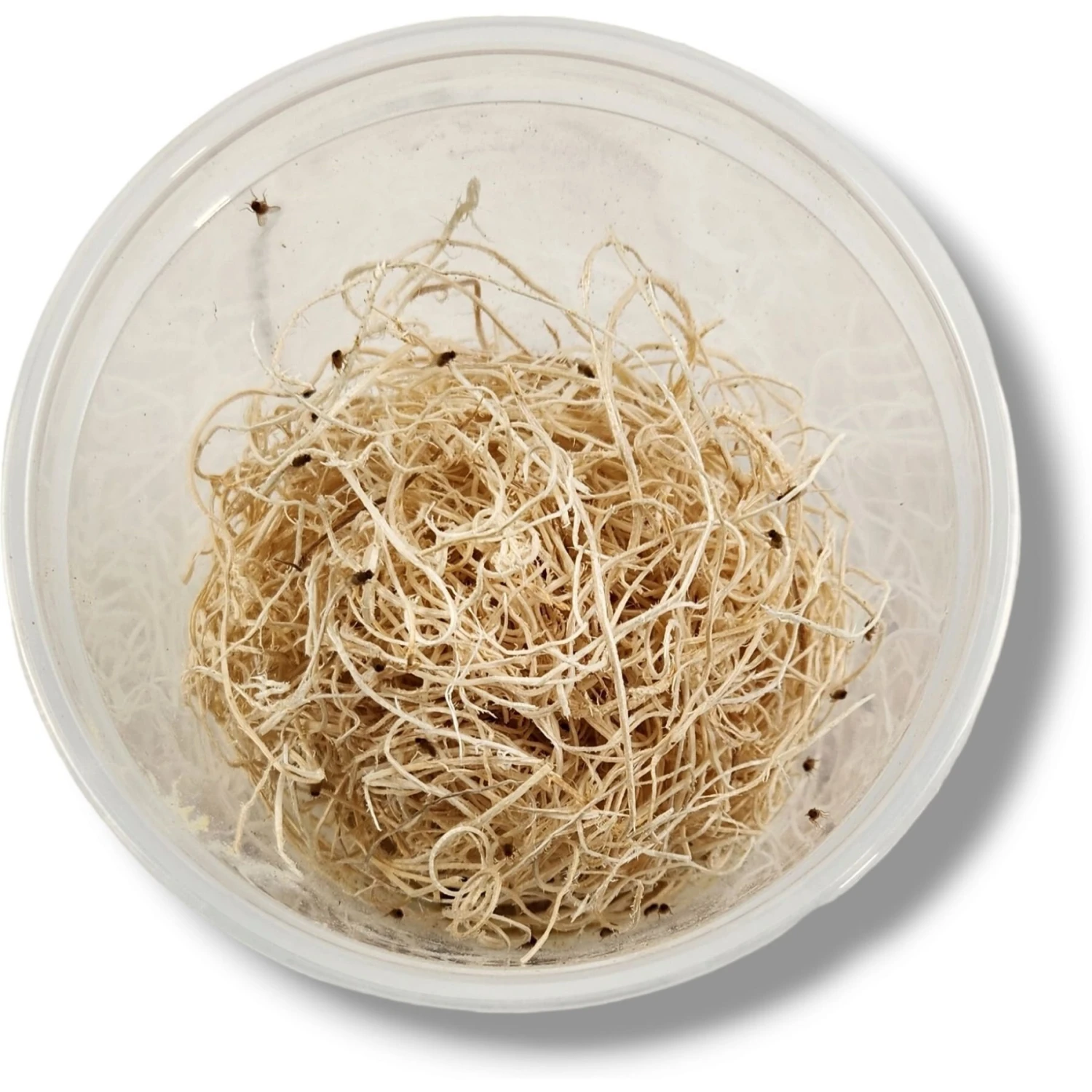 Josh's Frogs Freshly Started Flightless Golden Hydei Fruit Fly Culture Live Feed Reptile Food - Image 3