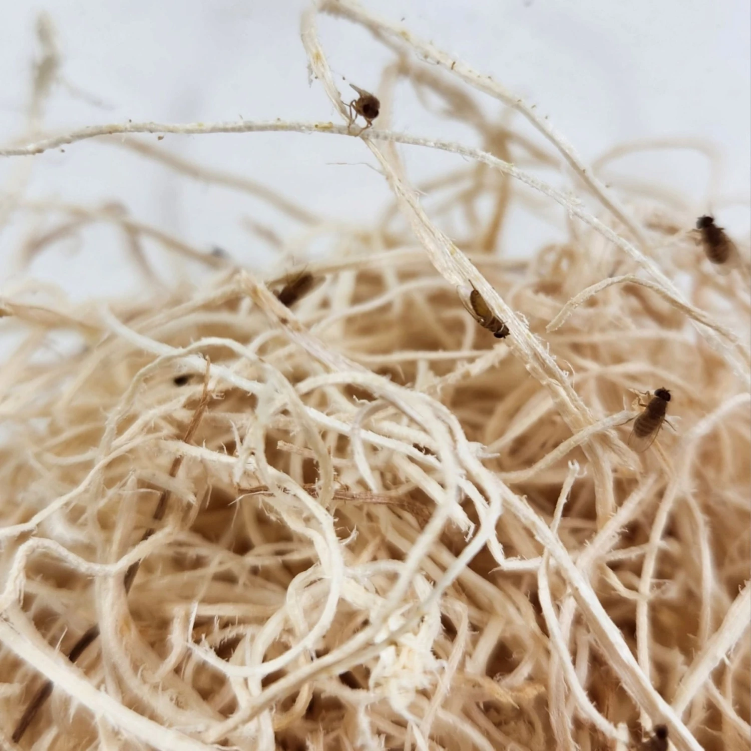 Josh's Frogs Freshly Started Flightless Golden Hydei Fruit Fly Culture Live Feed Reptile Food - Image 4