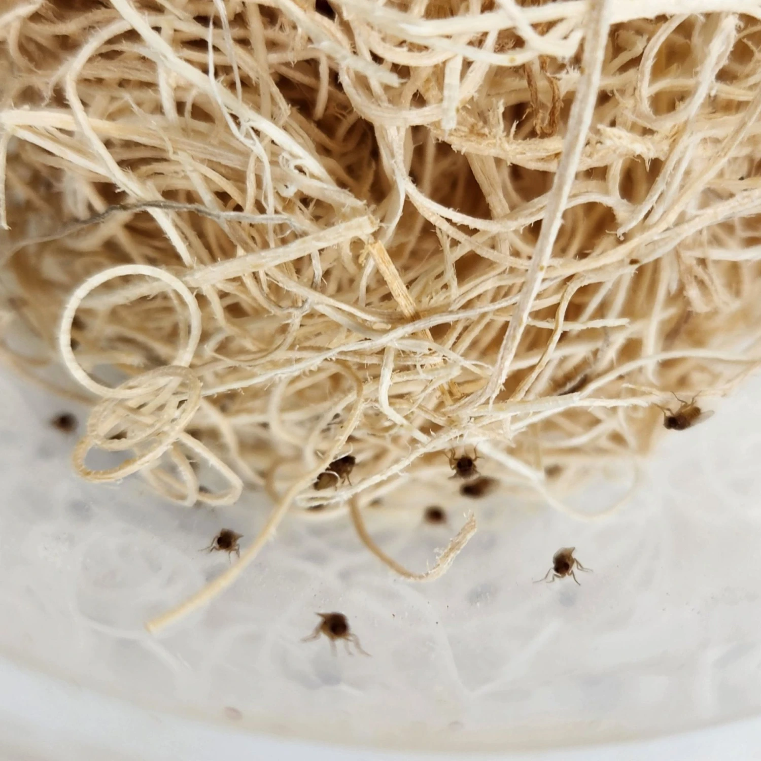 Josh's Frogs Freshly Started Flightless Golden Hydei Fruit Fly Culture Live Feed Reptile Food - Image 5