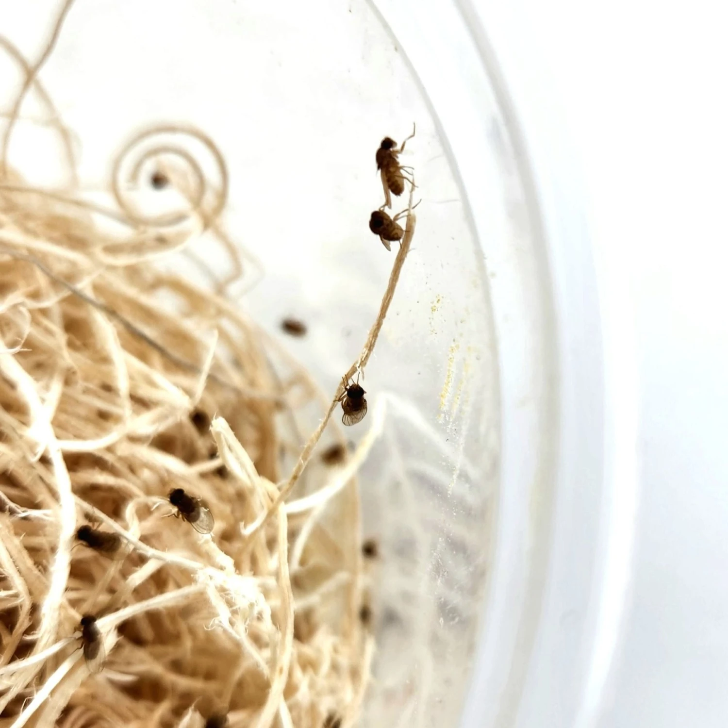 Josh's Frogs Freshly Started Flightless Golden Hydei Fruit Fly Culture Live Feed Reptile Food - Image 6