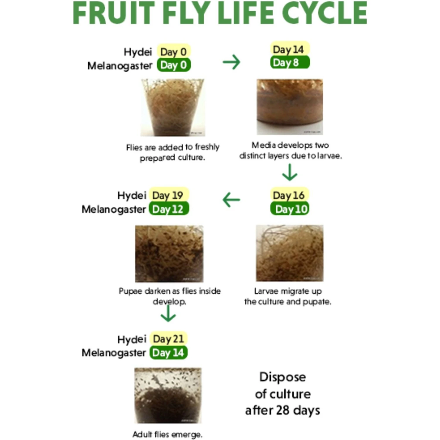 Josh's Frogs Freshly Started Flightless Golden Hydei Fruit Fly Culture Live Feed Reptile Food - Image 8