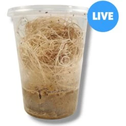 Josh's Frogs Freshly Started Wingless Drosophila Melanogaster Fruit Fly Culture Live Feed Reptile Food