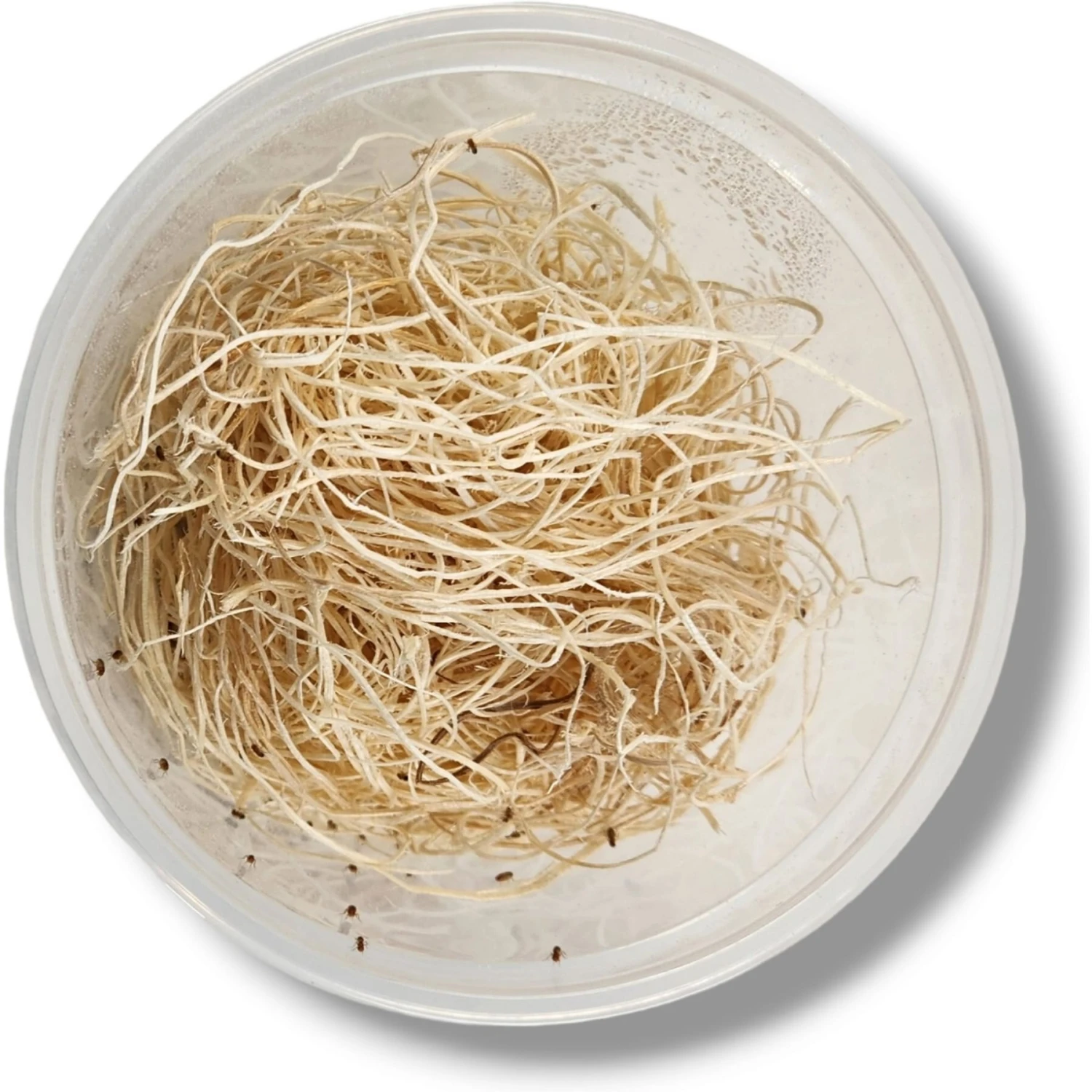 Josh's Frogs Freshly Started Wingless Drosophila Melanogaster Fruit Fly Culture Live Feed Reptile Food - Image 3