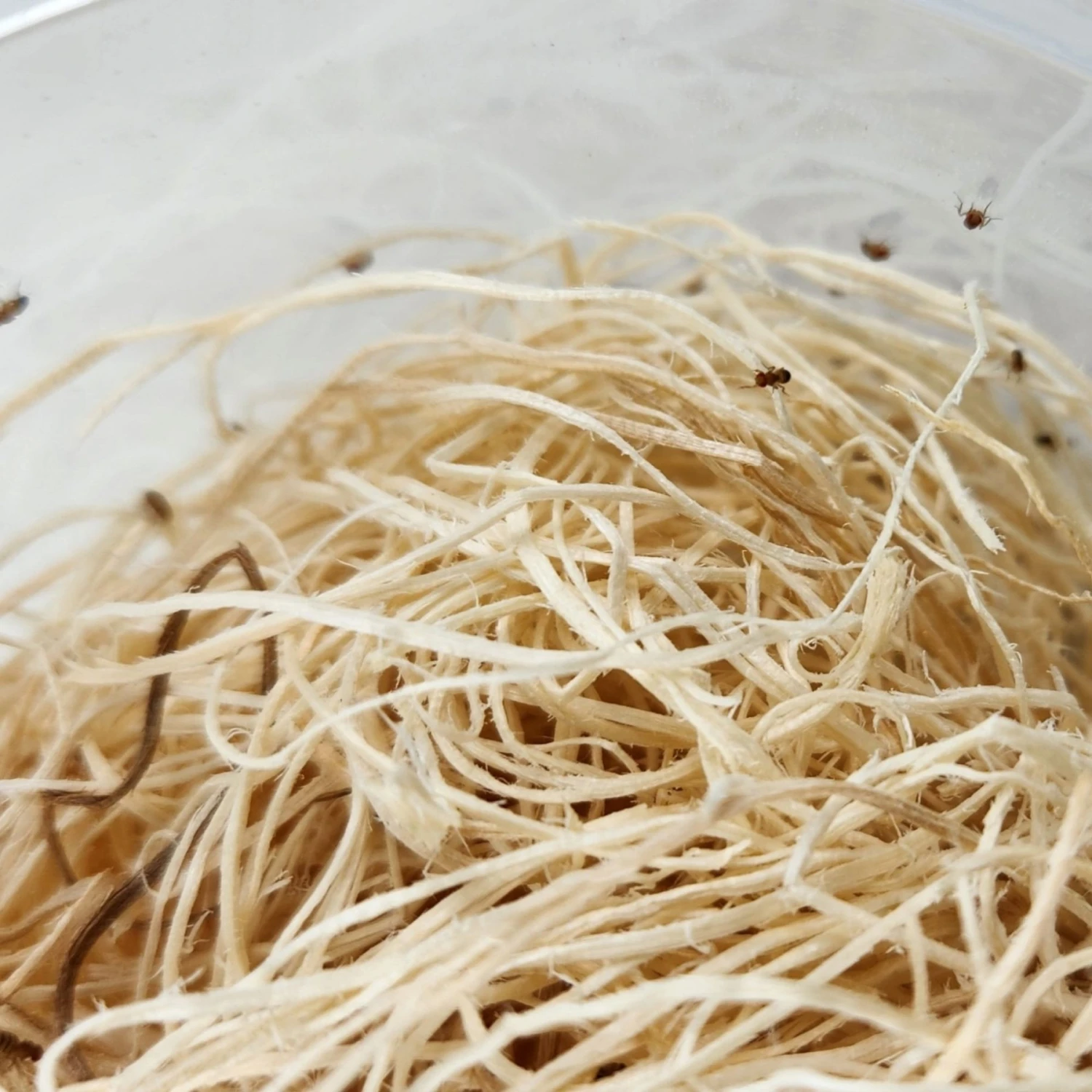 Josh's Frogs Freshly Started Wingless Drosophila Melanogaster Fruit Fly Culture Live Feed Reptile Food - Image 5