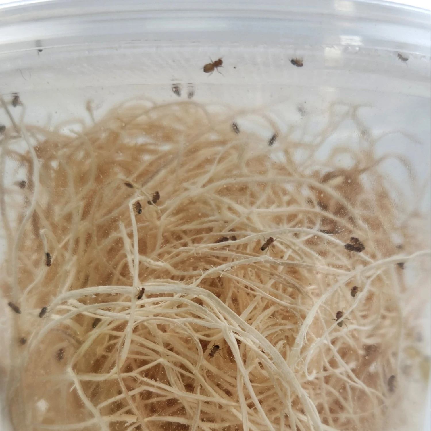 Josh's Frogs Freshly Started Wingless Drosophila Melanogaster Fruit Fly Culture Live Feed Reptile Food - Image 6