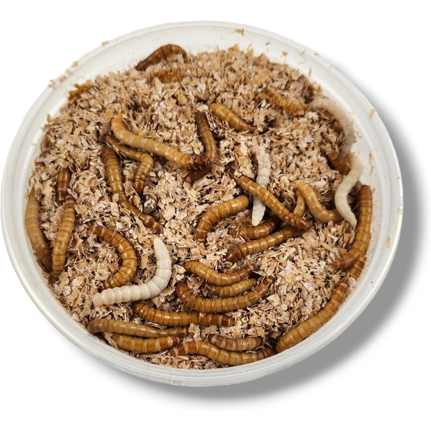 Josh's Frogs Giant Mealworms Live Feed Reptile Food - Image 2