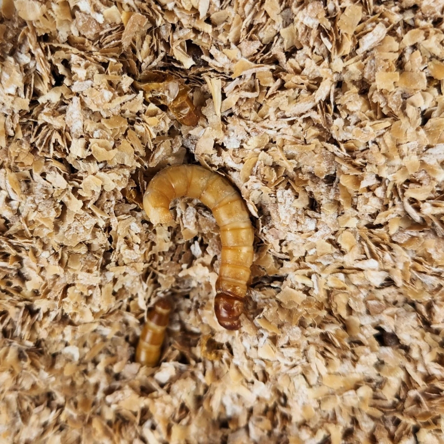 Josh's Frogs Giant Mealworms Live Feed Reptile Food - Image 3