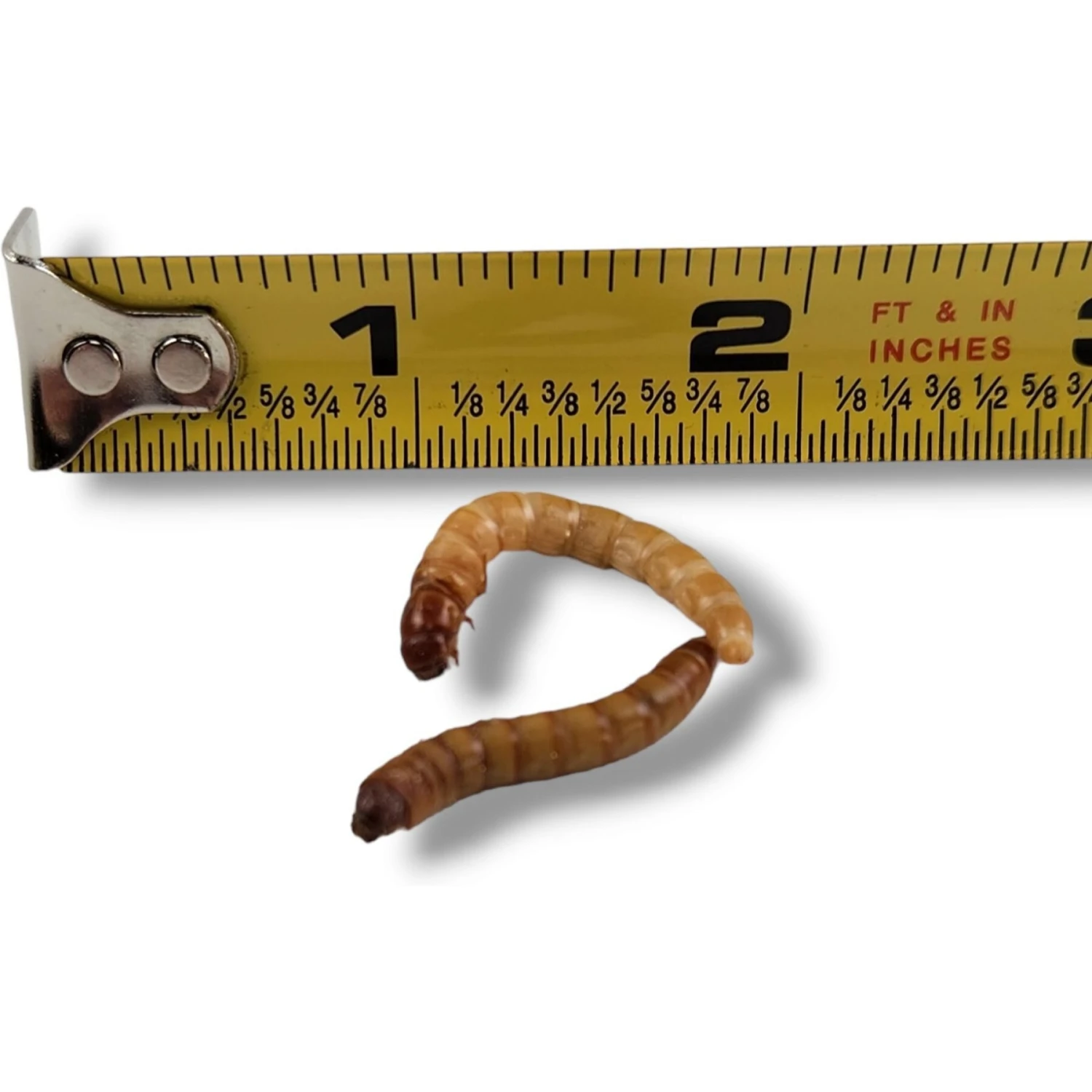 Josh's Frogs Giant Mealworms Live Feed Reptile Food - Image 4