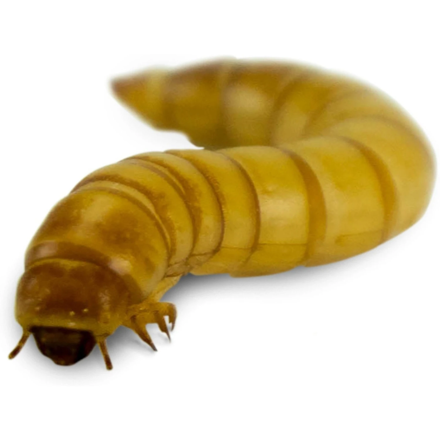 Josh's Frogs Giant Mealworms Live Feed Reptile Food - Image 5