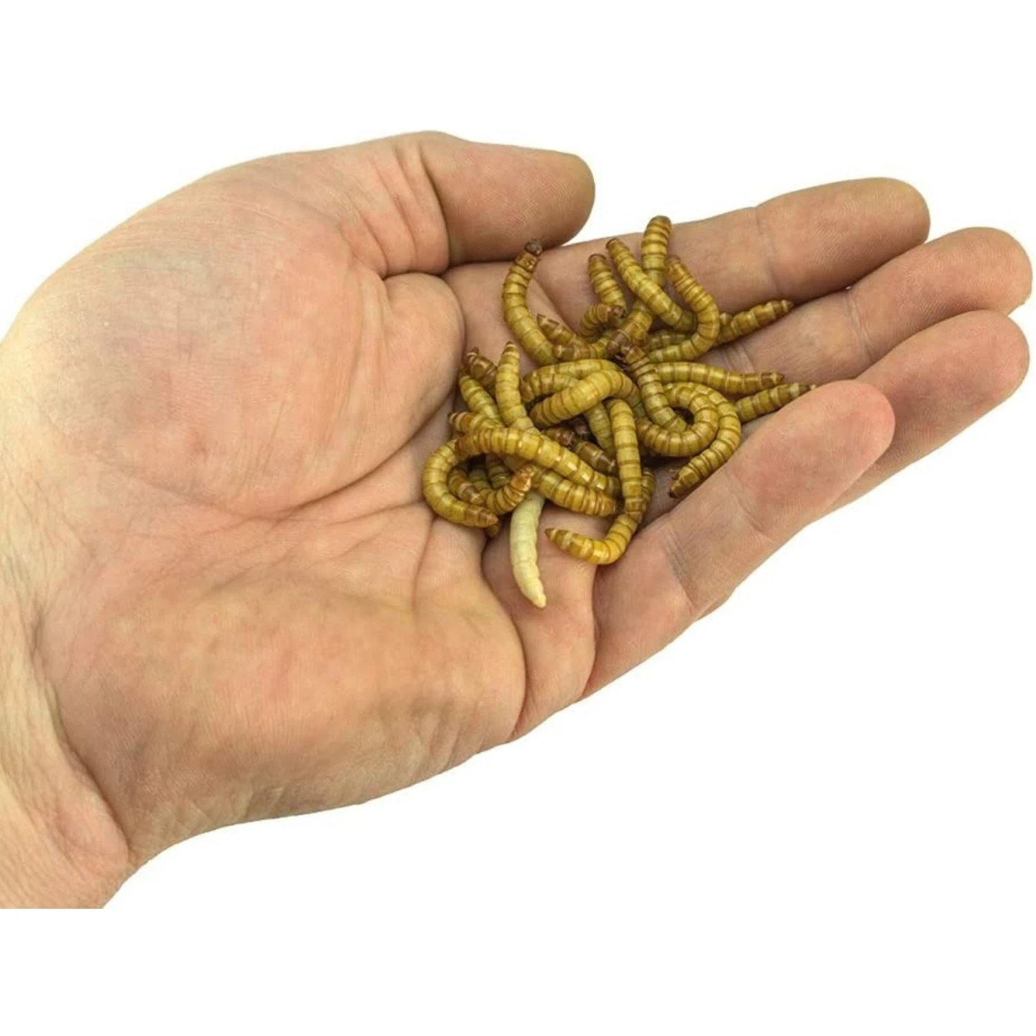 Josh's Frogs Giant Mealworms Live Feed Reptile Food - Image 6