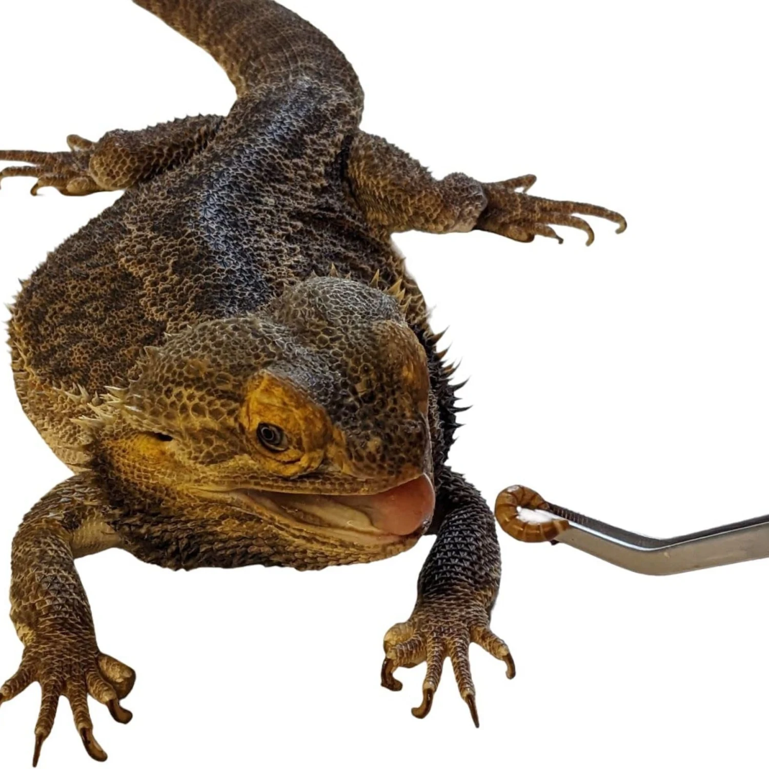 Josh's Frogs Giant Mealworms Live Feed Reptile Food - Image 8