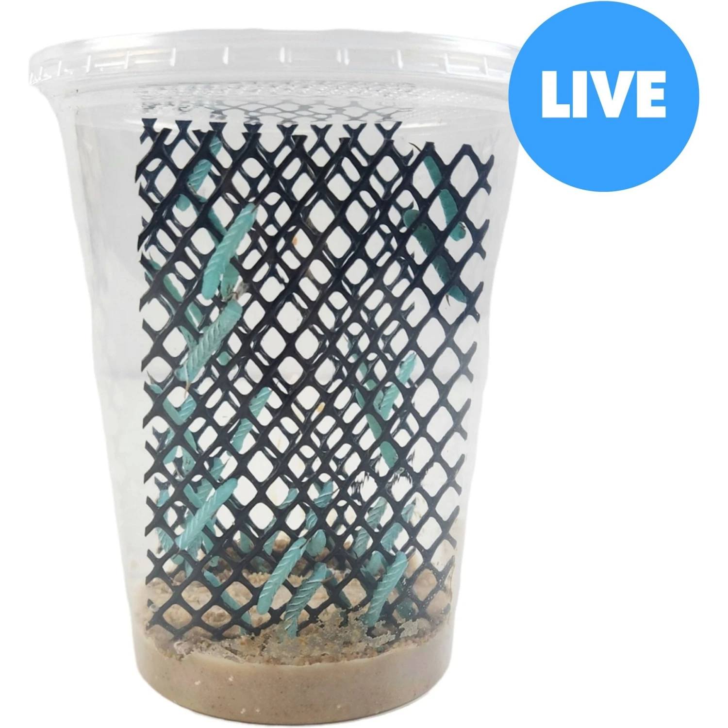 Josh's Frogs Hornworm Habitat Live Feed Reptile Food