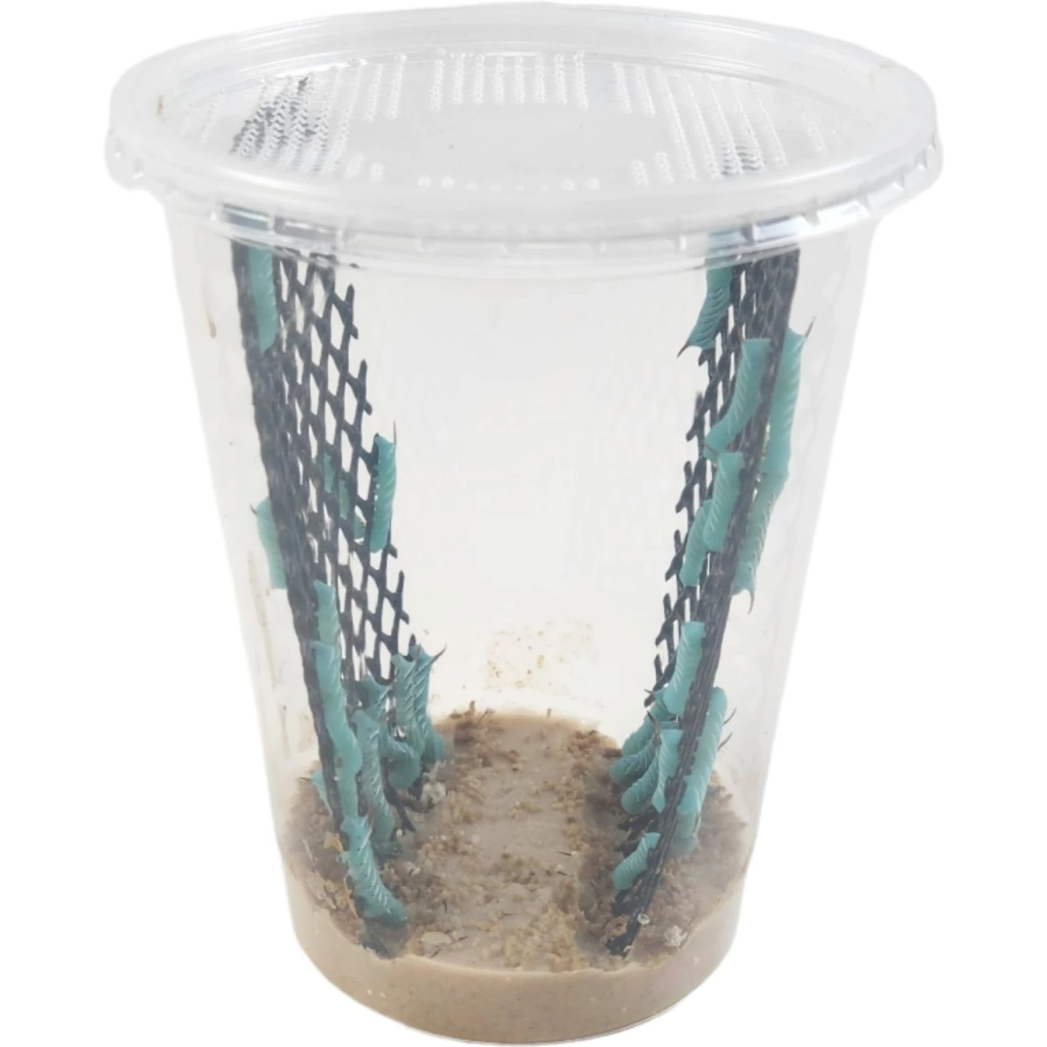 Josh's Frogs Hornworm Habitat Live Feed Reptile Food - Image 2