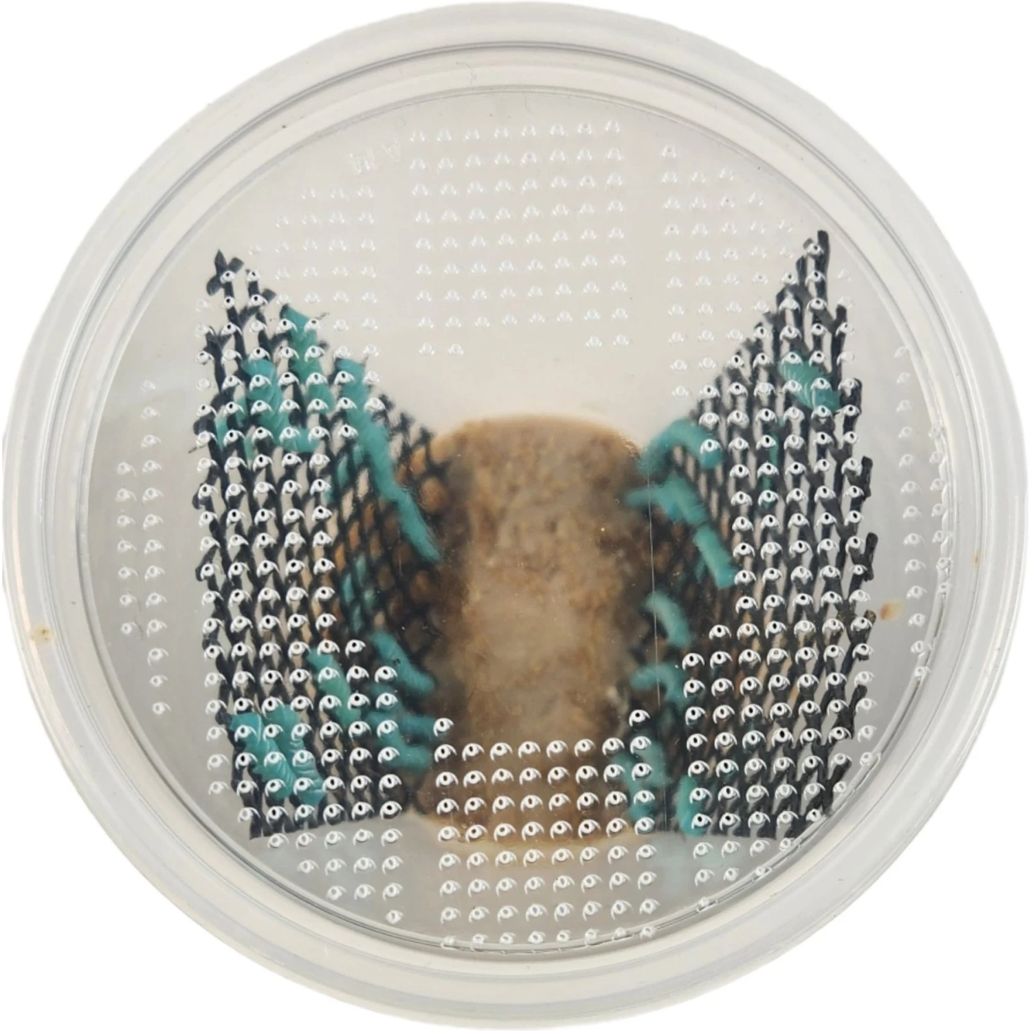 Josh's Frogs Hornworm Habitat Live Feed Reptile Food - Image 3