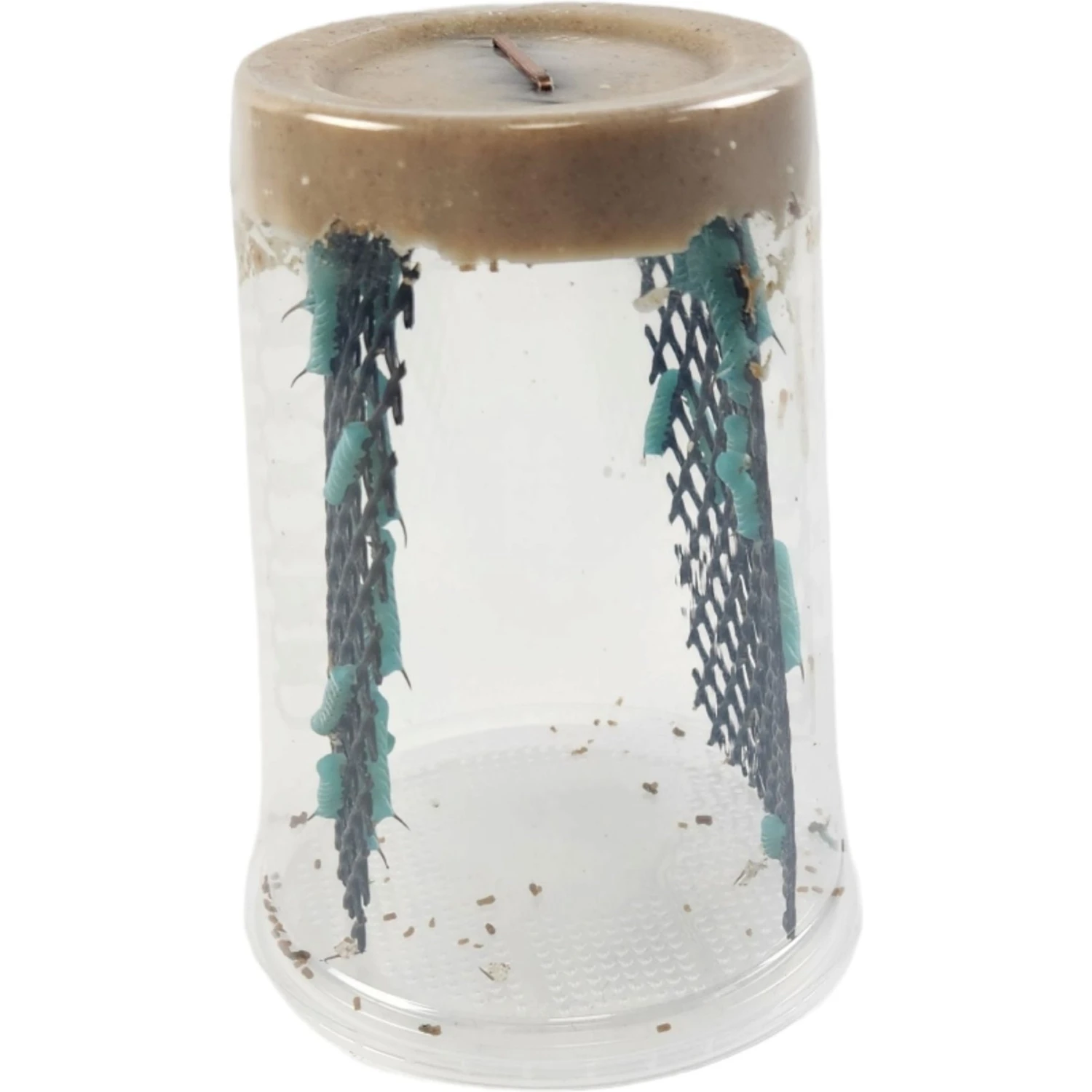 Josh's Frogs Hornworm Habitat Live Feed Reptile Food - Image 4