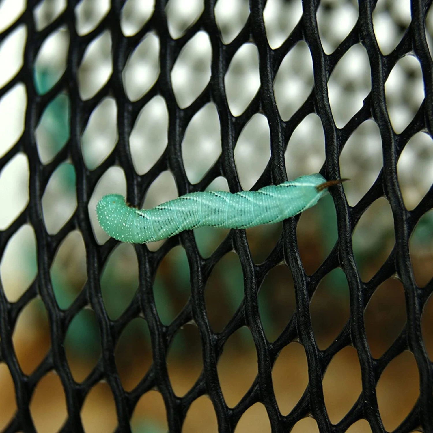 Josh's Frogs Hornworm Habitat Live Feed Reptile Food - Image 5