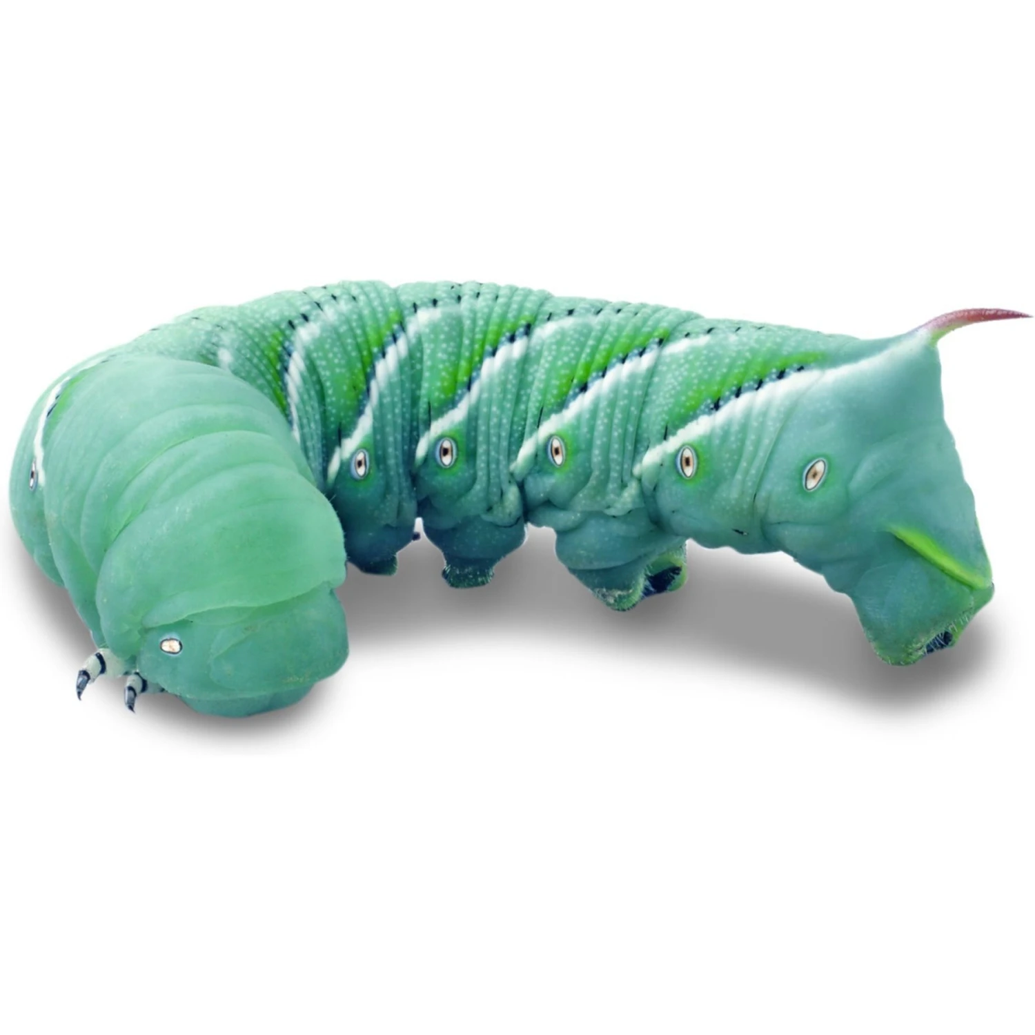 Josh's Frogs Hornworm Habitat Live Feed Reptile Food - Image 6