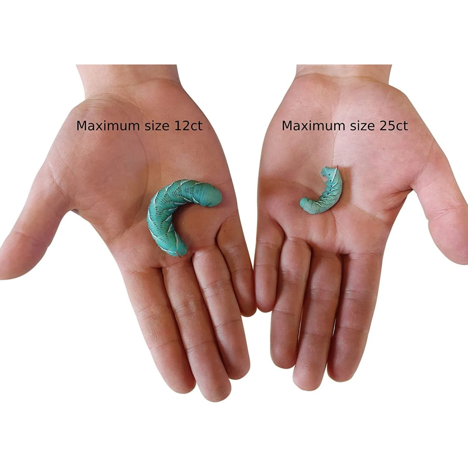 Josh's Frogs Hornworm Habitat Live Feed Reptile Food - Image 7