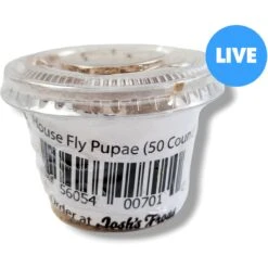 Josh's Frogs House Fly Pupae Live Feed Reptile Food