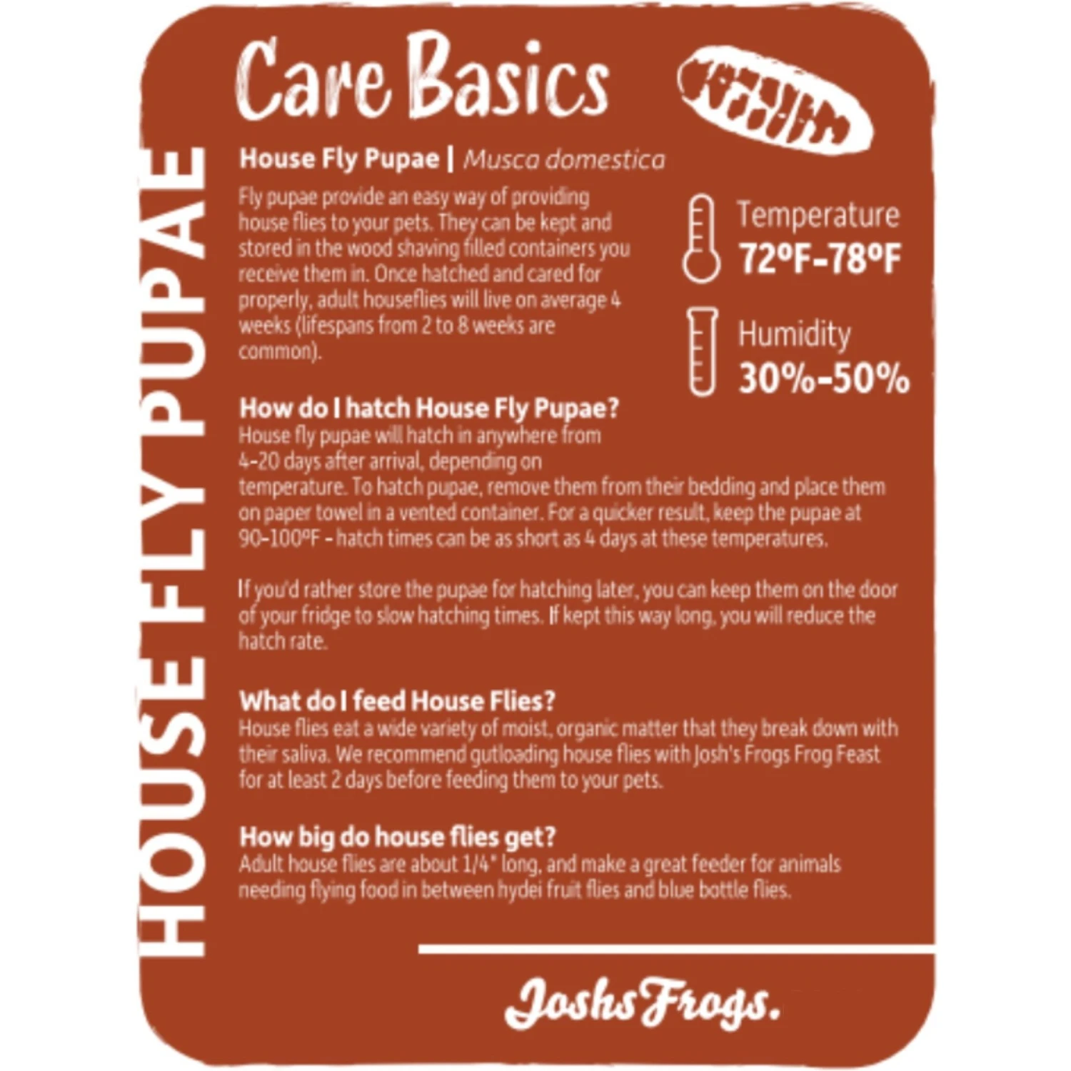 Josh's Frogs House Fly Pupae Live Feed Reptile Food - Image 2