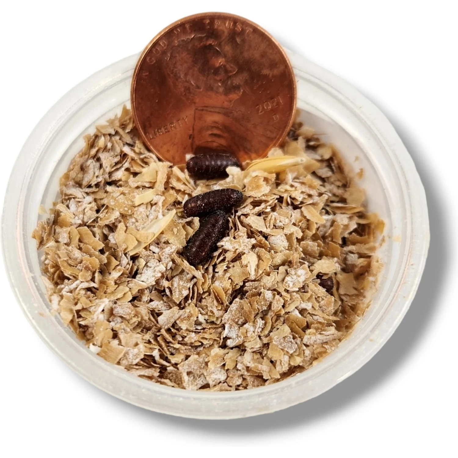 Josh's Frogs House Fly Pupae Live Feed Reptile Food - Image 4