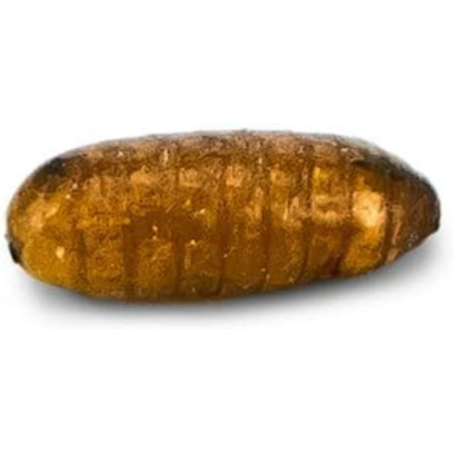 Josh's Frogs House Fly Pupae Live Feed Reptile Food - Image 5