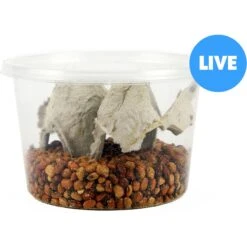 Josh's Frogs Bean Beetle Culture Live Feed Reptile Food, 16-oz Tub