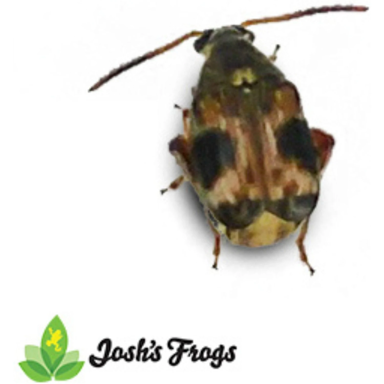 Josh's Frogs Bean Beetle Culture Live Feed Reptile Food, 16-oz Tub - Image 5