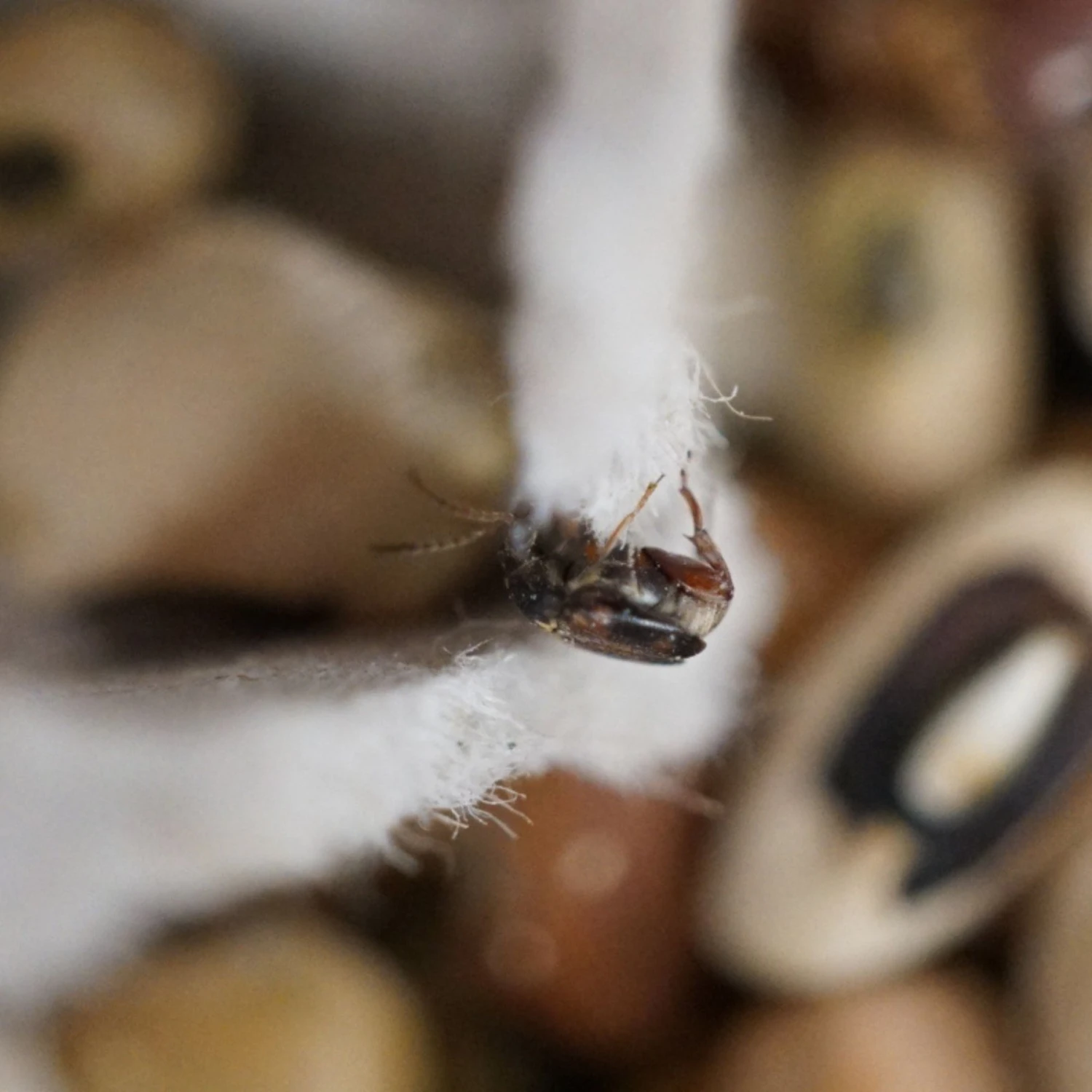 Josh's Frogs Bean Beetle Culture Live Feed Reptile Food, 16-oz Tub - Image 6