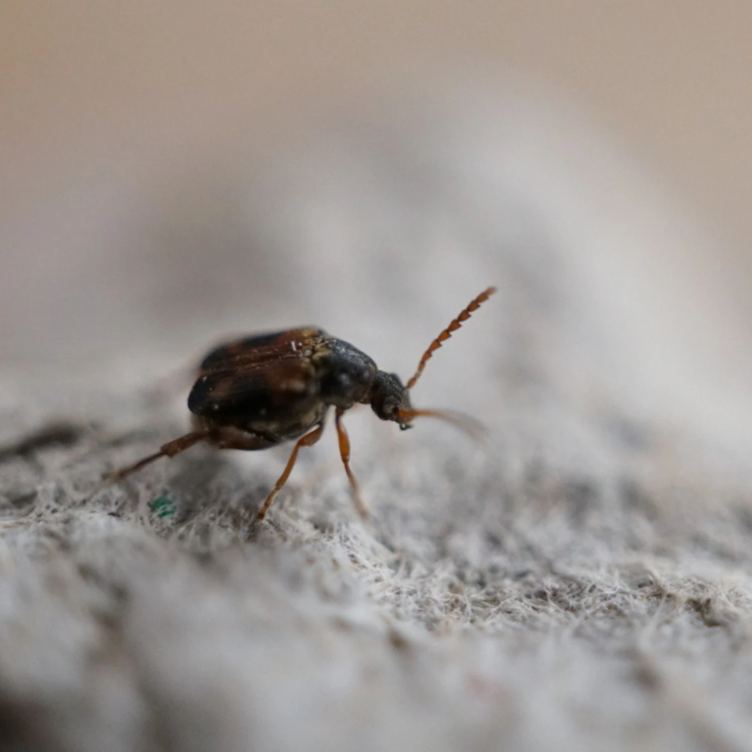 Josh's Frogs Bean Beetle Culture Live Feed Reptile Food, 16-oz Tub - Image 7