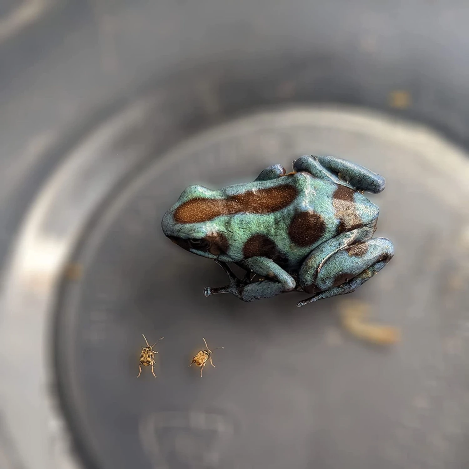 Josh's Frogs Bean Beetle Culture Live Feed Reptile Food, 16-oz Tub - Image 8