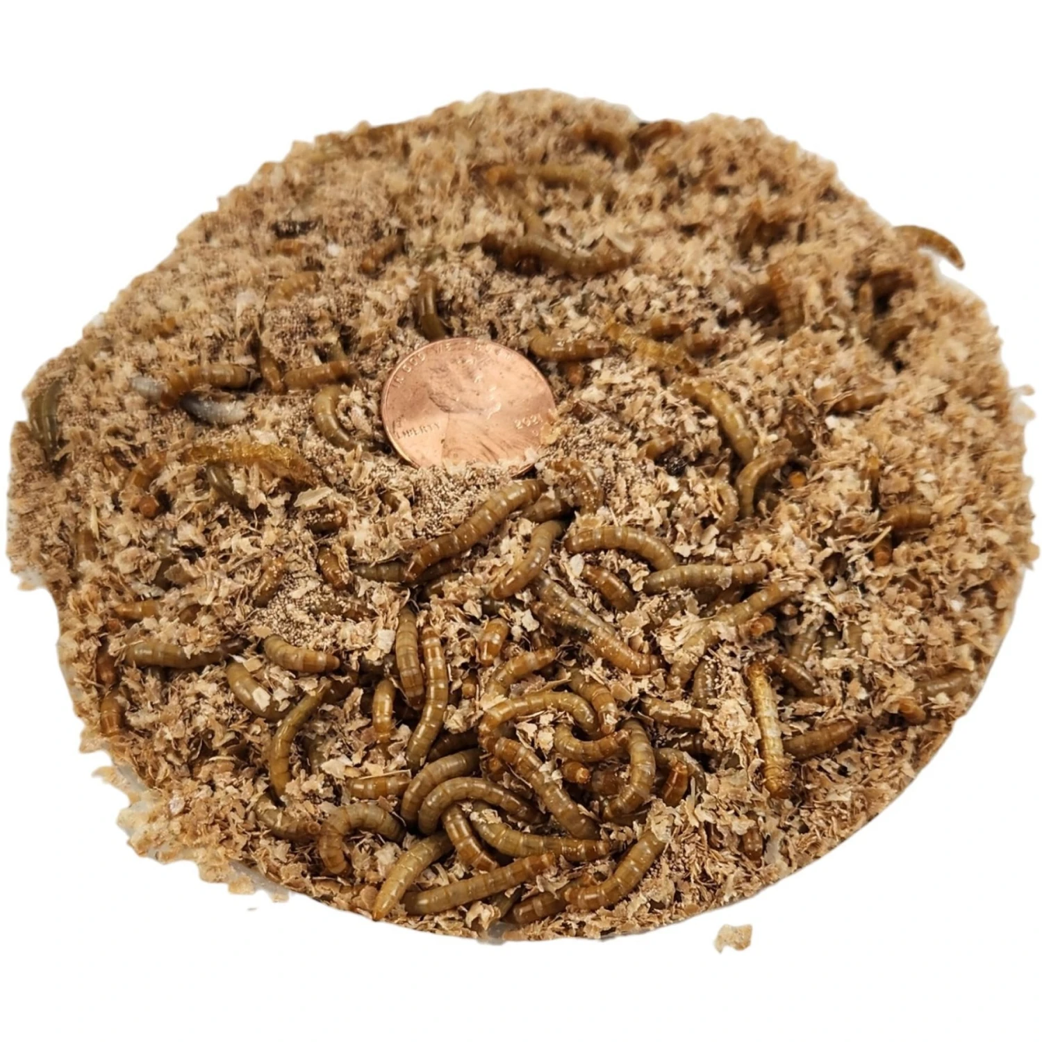 Josh's Frogs Mealworms Live Feed Reptile Food - Image 4