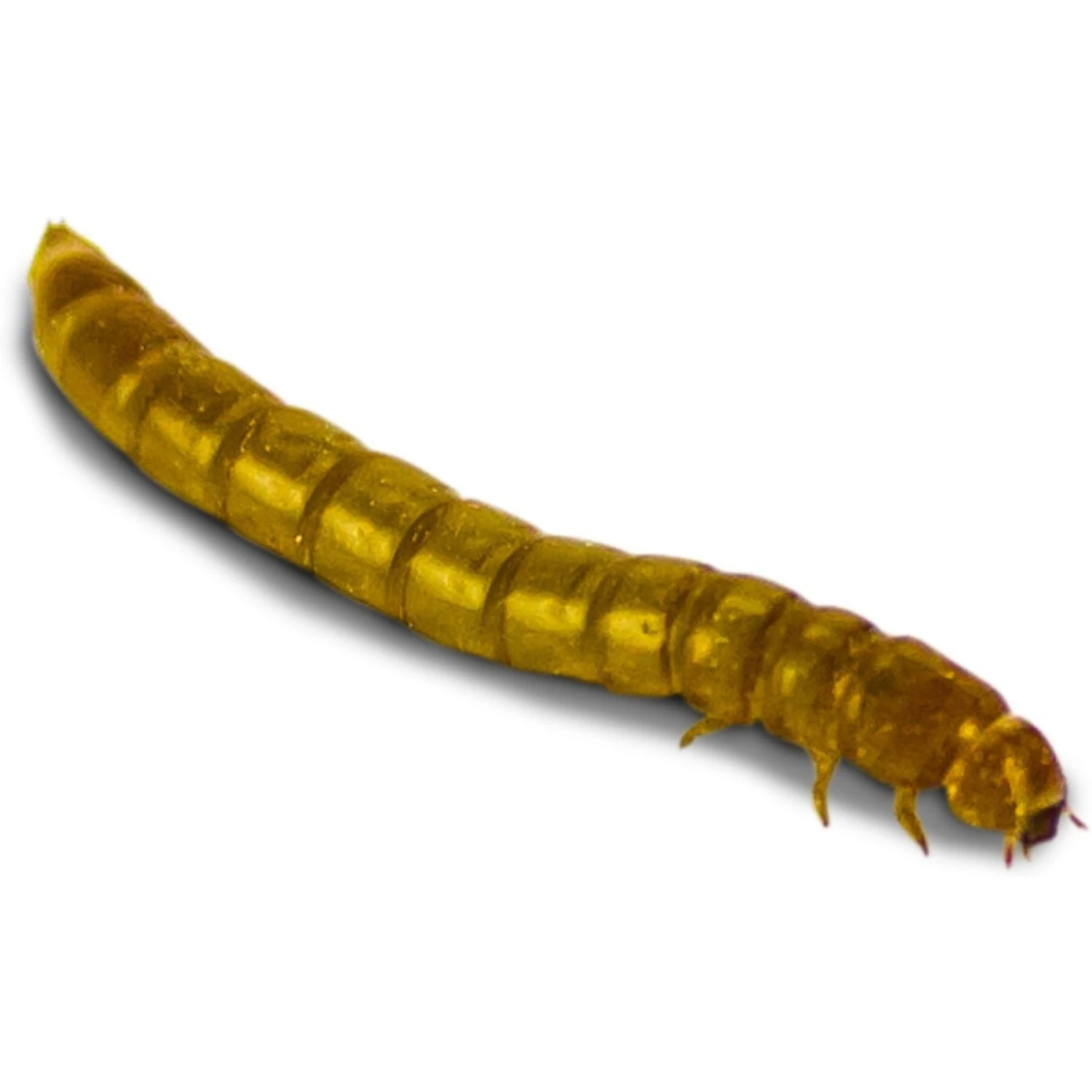 Josh's Frogs Mealworms Live Feed Reptile Food - Image 5