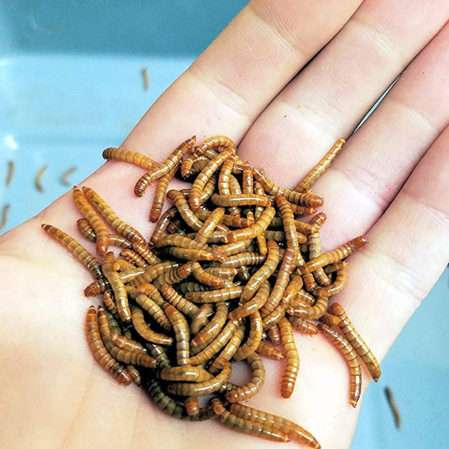 Josh's Frogs Mealworms Live Feed Reptile Food - Image 6