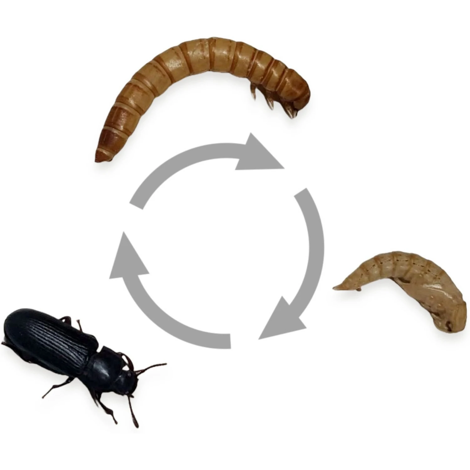 Josh's Frogs Mealworms Live Feed Reptile Food - Image 7