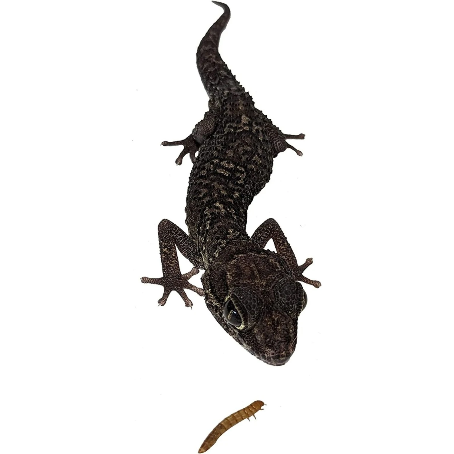 Josh's Frogs Mealworms Live Feed Reptile Food - Image 8