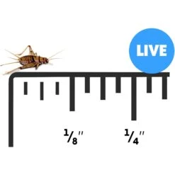 Josh's Frogs Pinhead Banded Crickets Live Feed Reptile Food