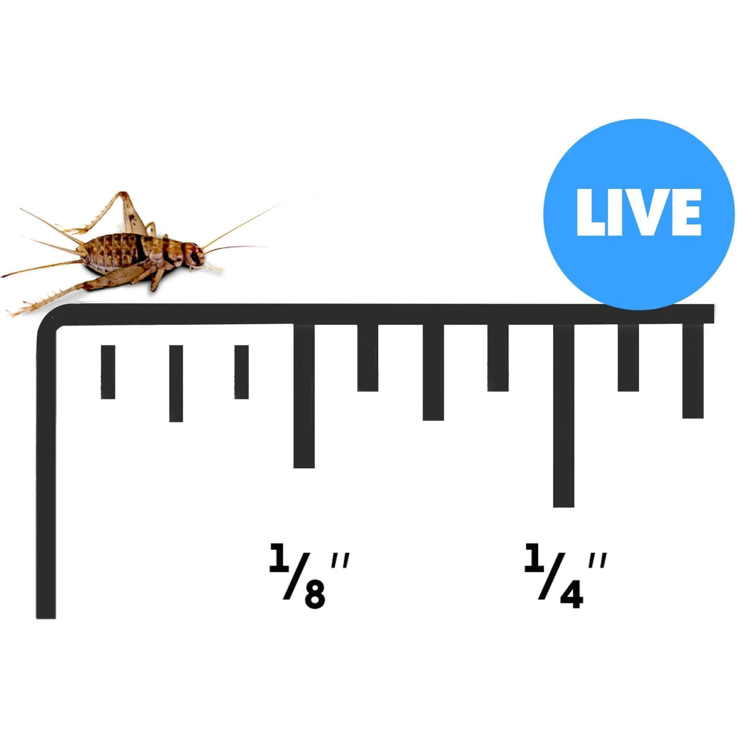 Josh's Frogs Pinhead Banded Crickets Live Feed Reptile Food