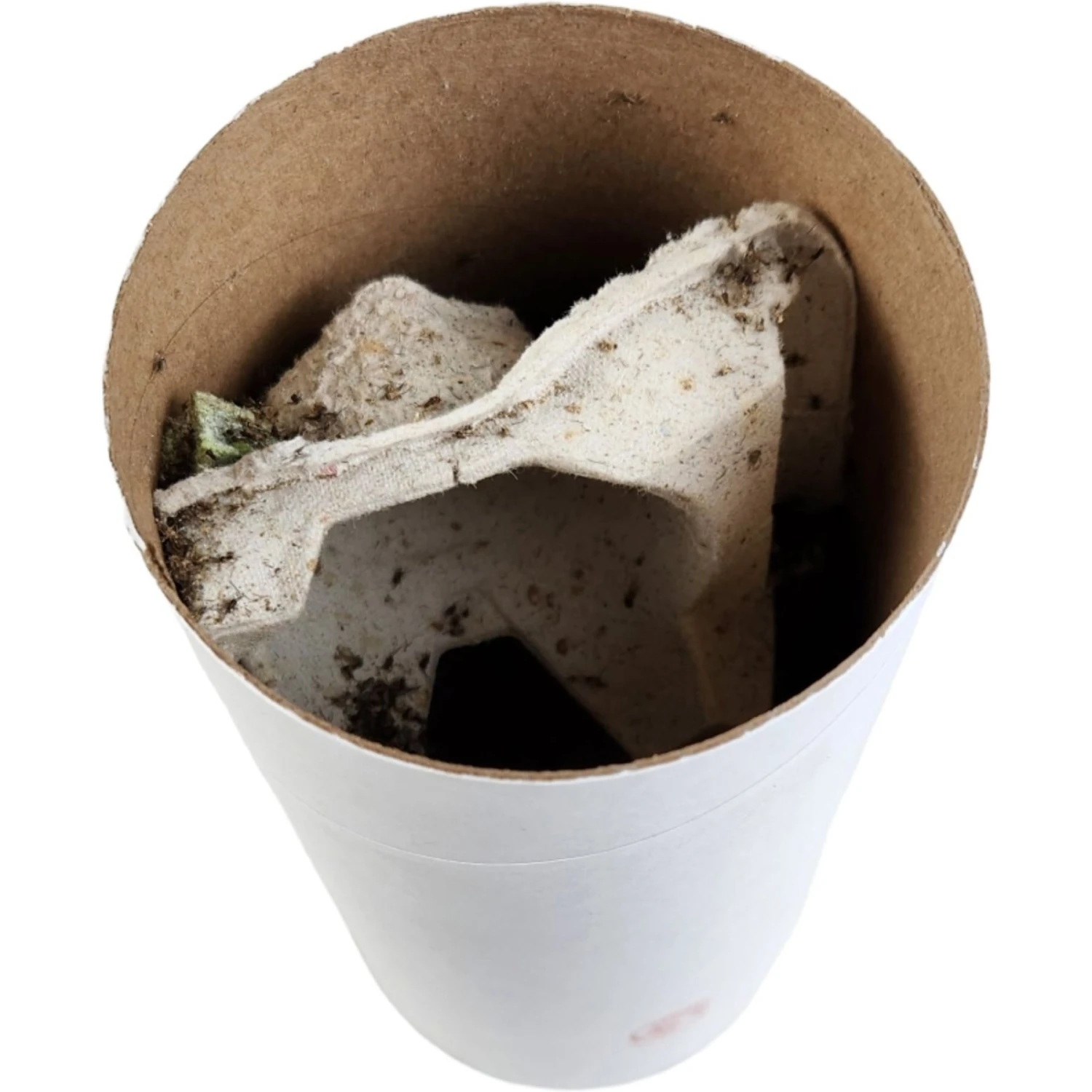 Josh's Frogs Pinhead Banded Crickets Live Feed Reptile Food - Image 6