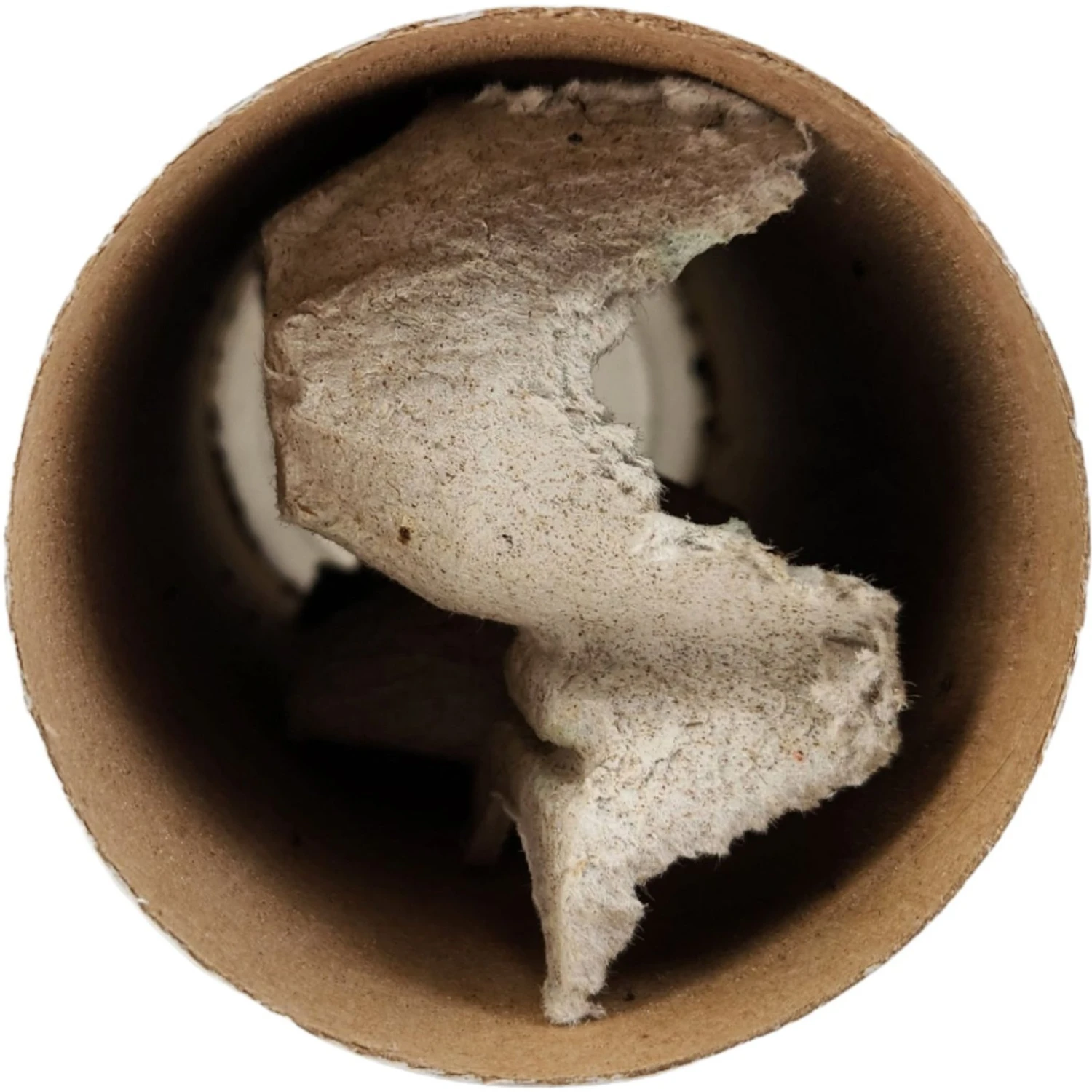 Josh's Frogs Pinhead Banded Crickets Live Feed Reptile Food - Image 7