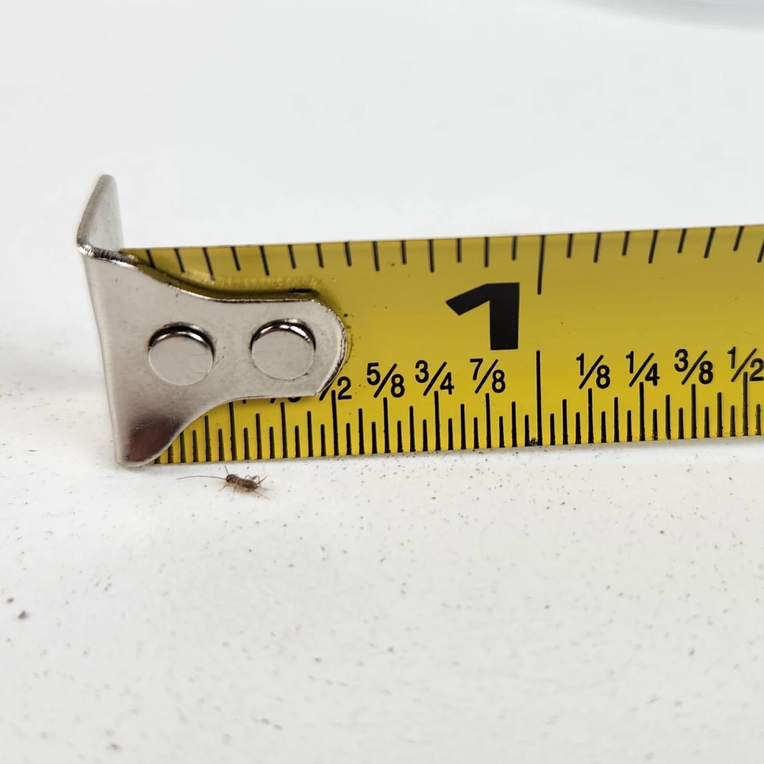 Josh's Frogs Pinhead Banded Crickets Live Feed Reptile Food - Image 8