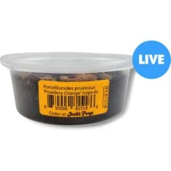 Josh's Frogs Porcellionides Pruinosus 'Powder Orange' Isopods Live Feed Reptile Food, 10 Count