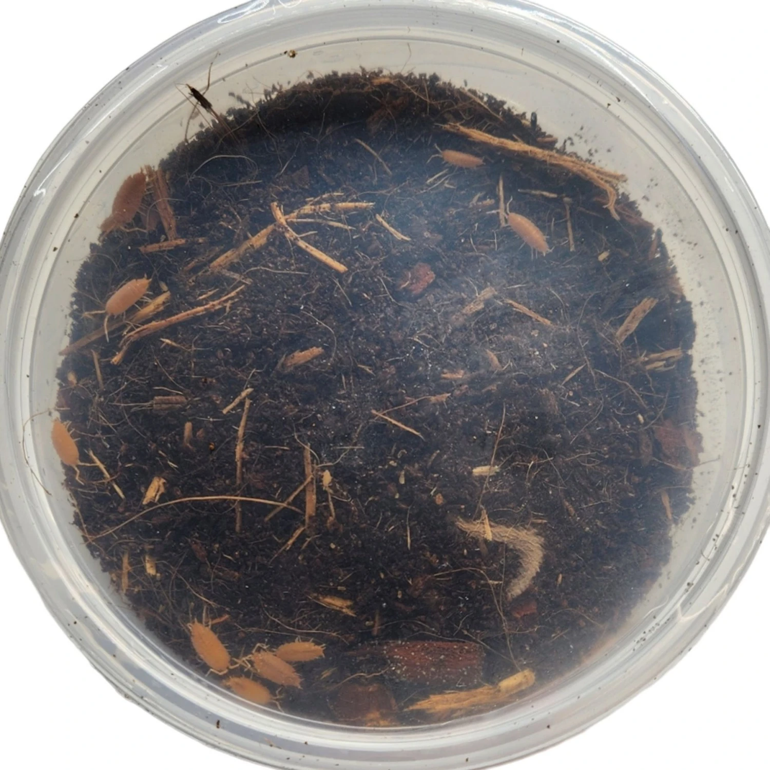 Josh's Frogs Porcellionides Pruinosus 'Powder Orange' Isopods Live Feed Reptile Food, 10 Count - Image 2