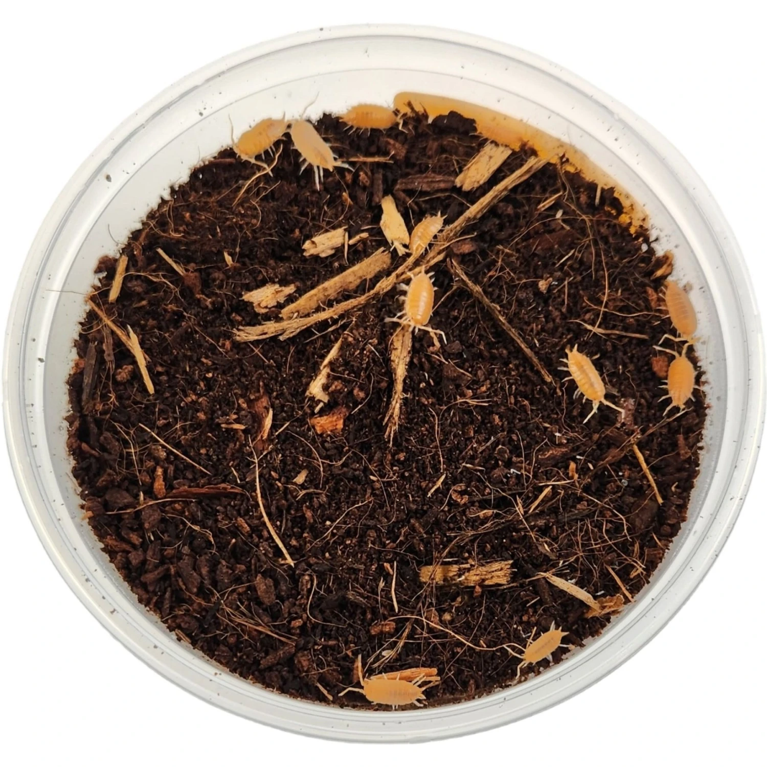 Josh's Frogs Porcellionides Pruinosus 'Powder Orange' Isopods Live Feed Reptile Food, 10 Count - Image 3