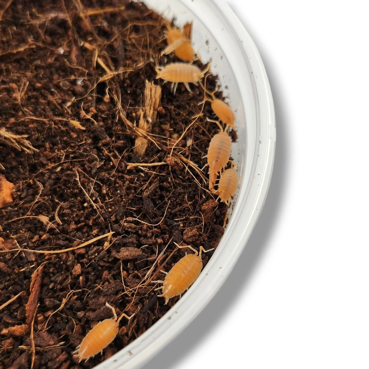 Josh's Frogs Porcellionides Pruinosus 'Powder Orange' Isopods Live Feed Reptile Food, 10 Count - Image 4